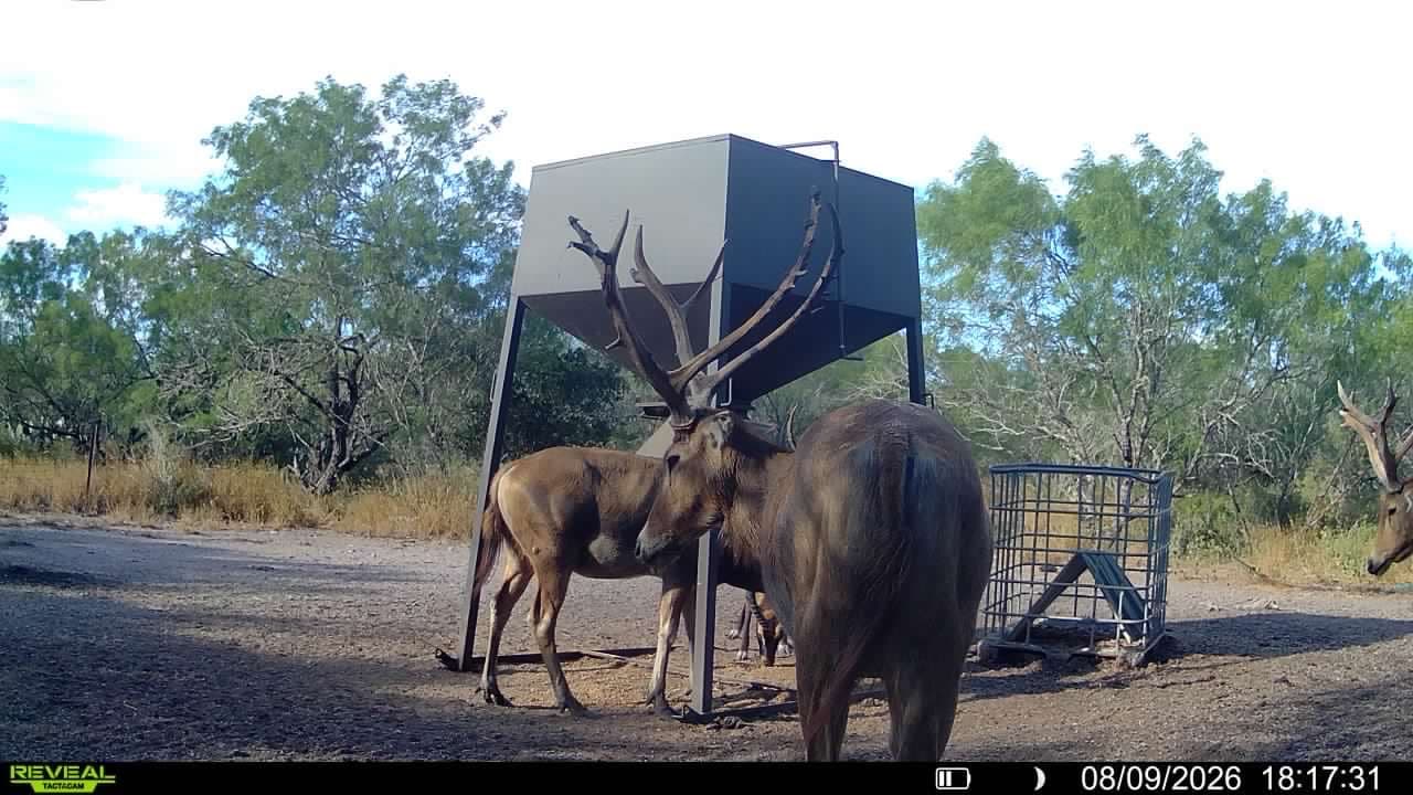Trail camera photo from Vail's Good Life Ranch: Pere David Deer