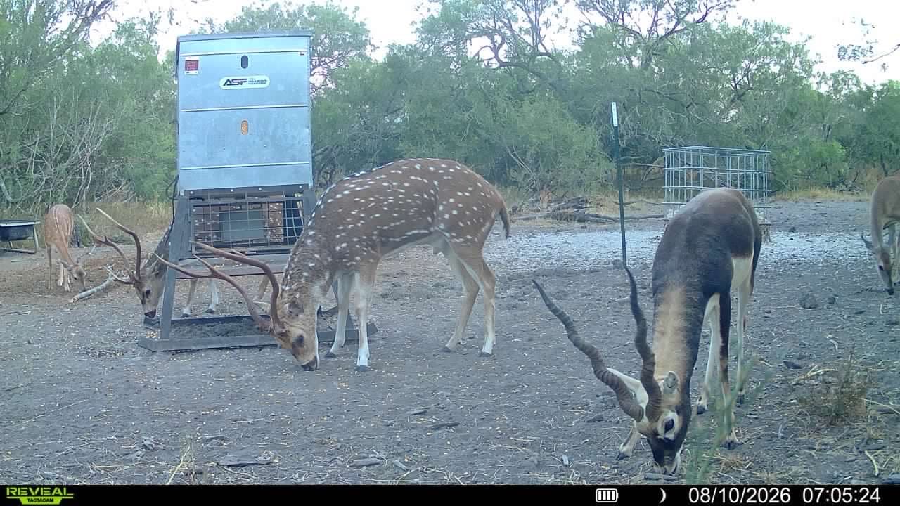 Trail camera photo from Vail's Good Life Ranch: Axis Deer, Blackbuck Antelope
