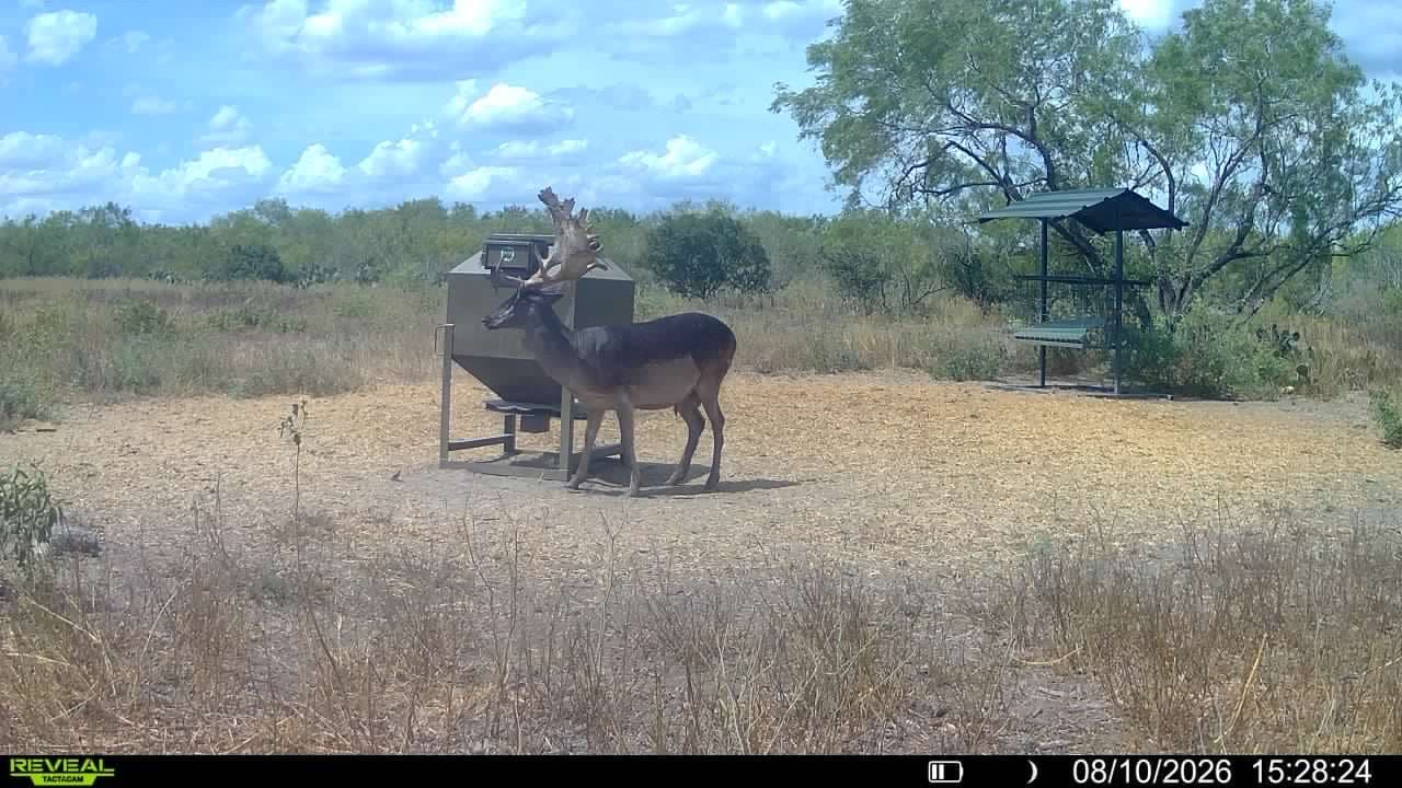 Trail camera photo from Vail's Good Life Ranch: Fallow Deer