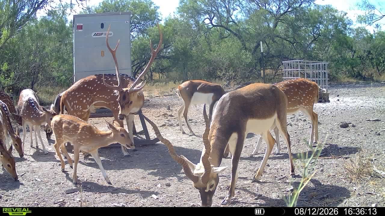 Trail camera photo from Vail's Good Life Ranch: Axis Deer, Blackbuck Antelope