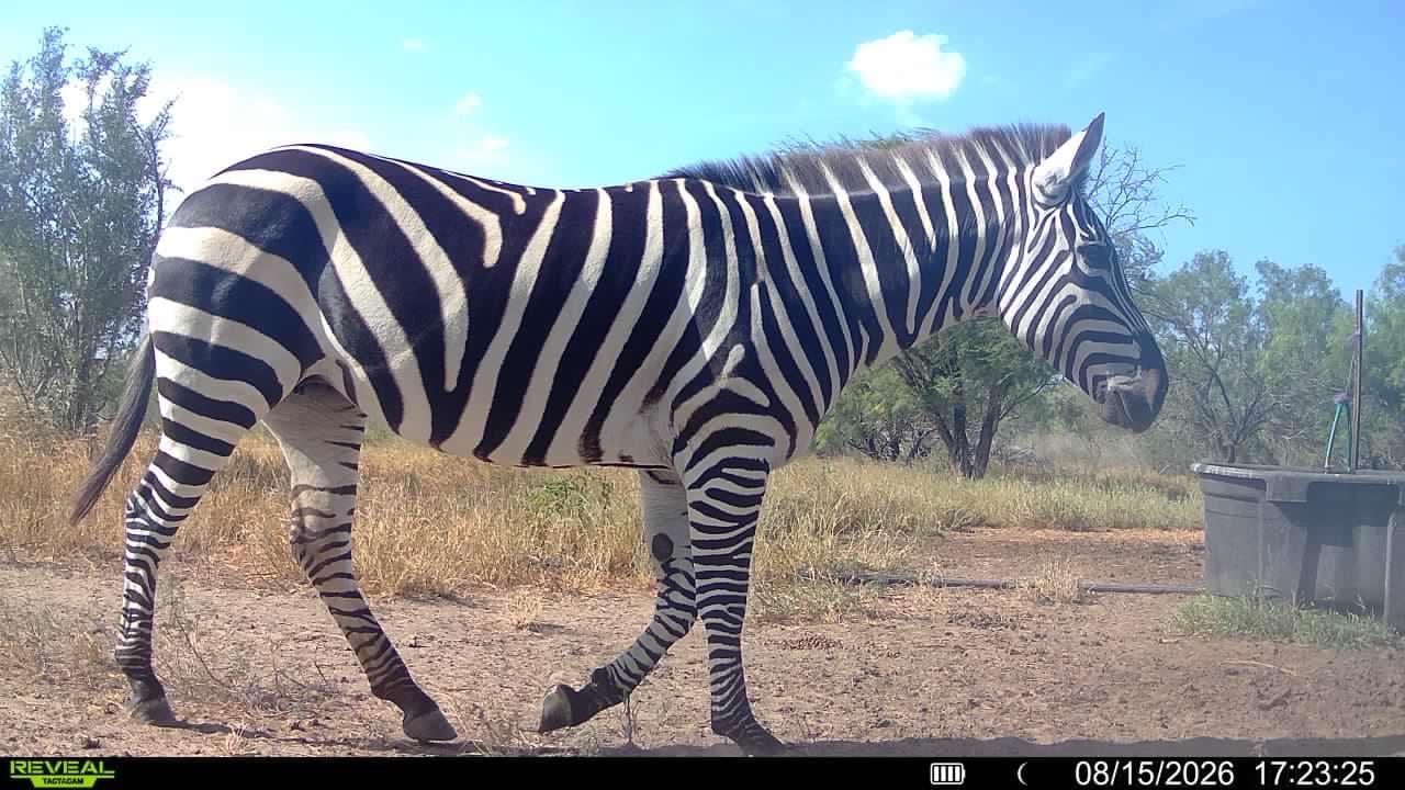 Trail camera photo from Vail's Good Life Ranch: Zebra