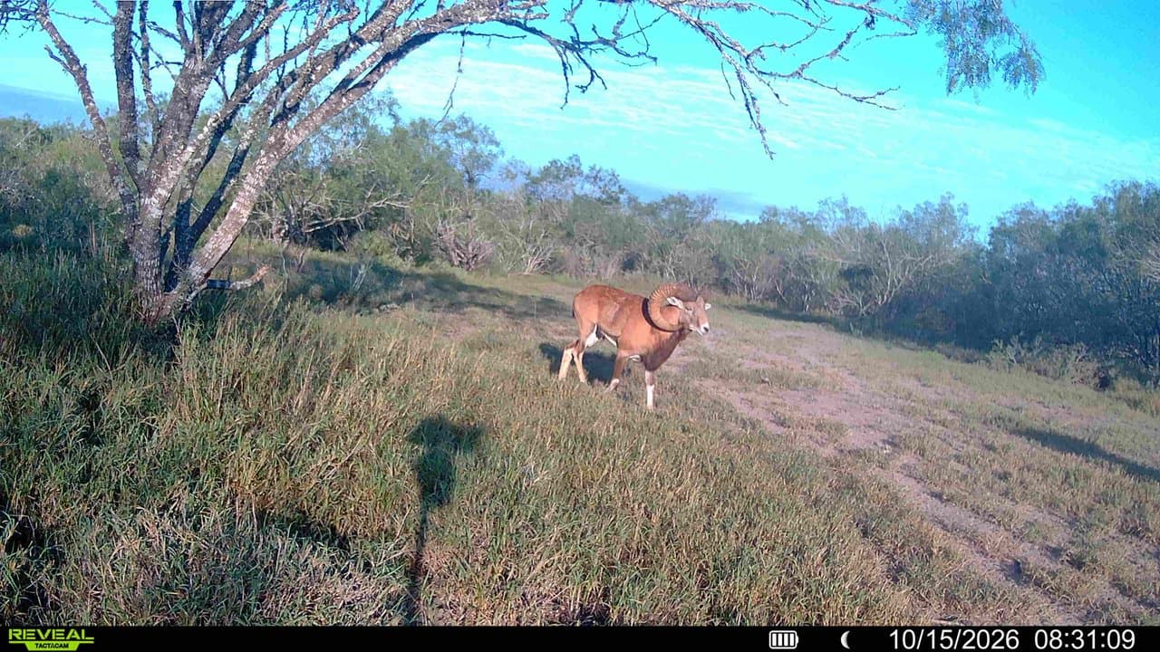 Trail camera photo from Vail's Good Life Ranch