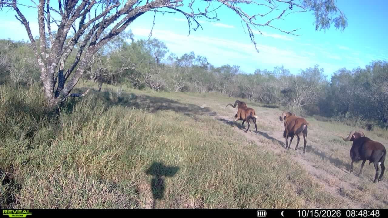 Trail camera photo from Vail's Good Life Ranch