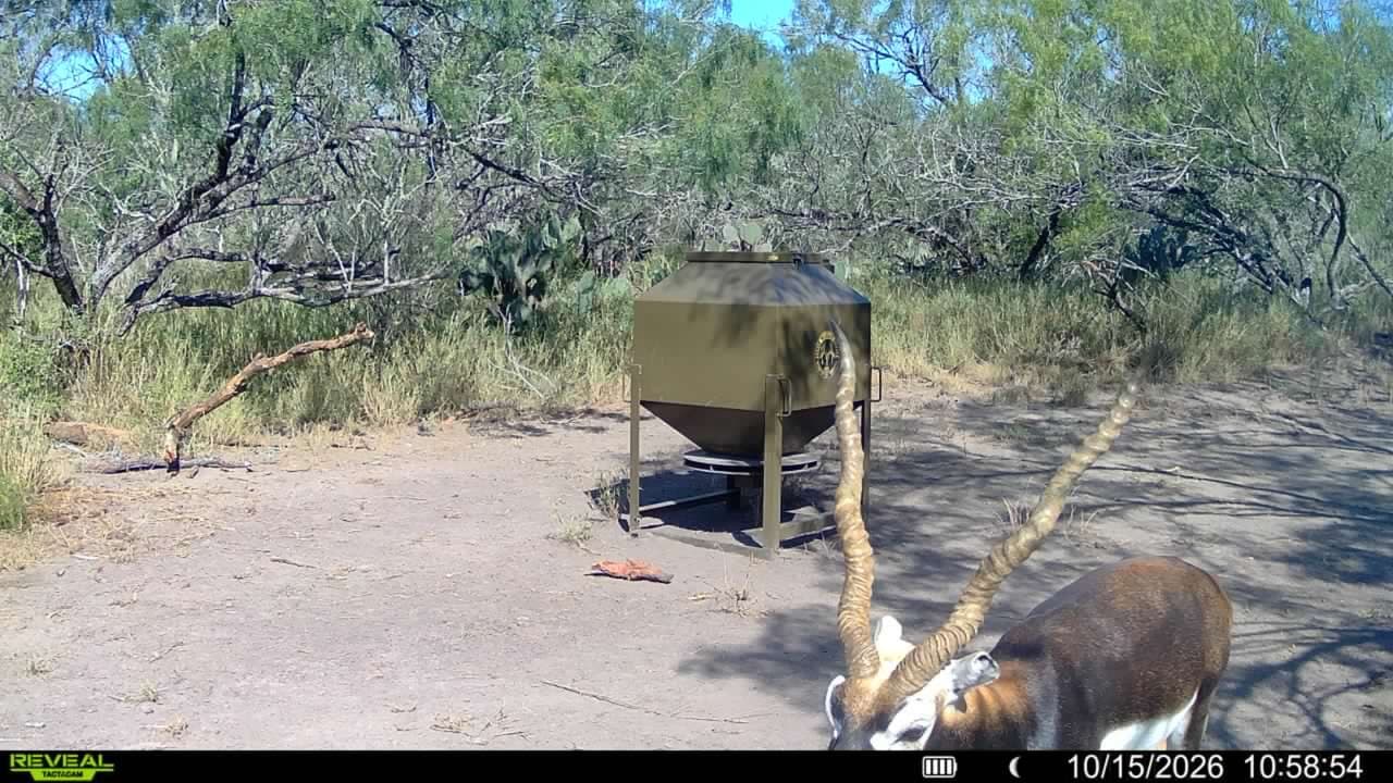 Trail camera photo from Vail's Good Life Ranch: Blackbuck Antelope