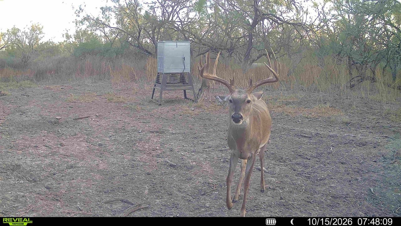 Trail camera photo from Vail's Good Life Ranch: Whitetail Deer