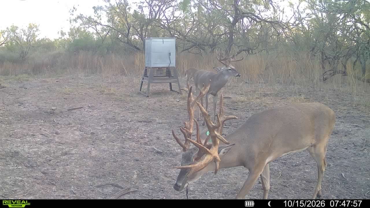 Trail camera photo from Vail's Good Life Ranch: Whitetail Deer