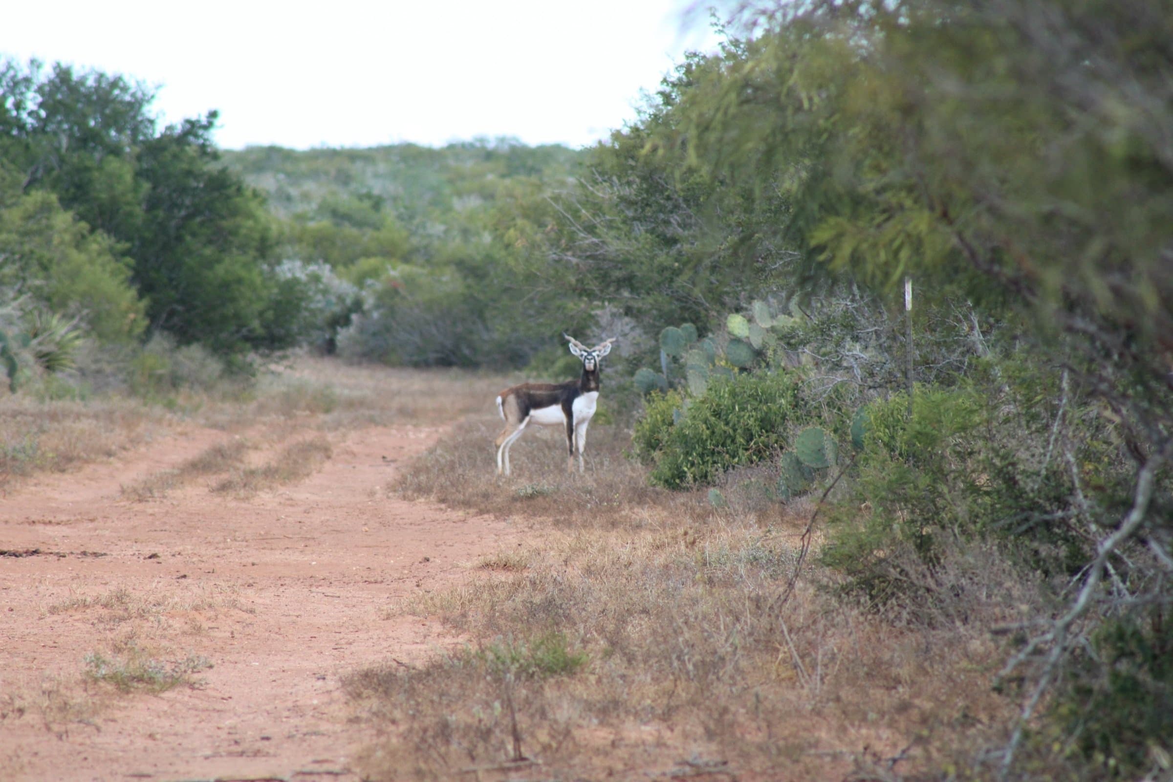 Sendero cut through South Texas brush country on the ranch