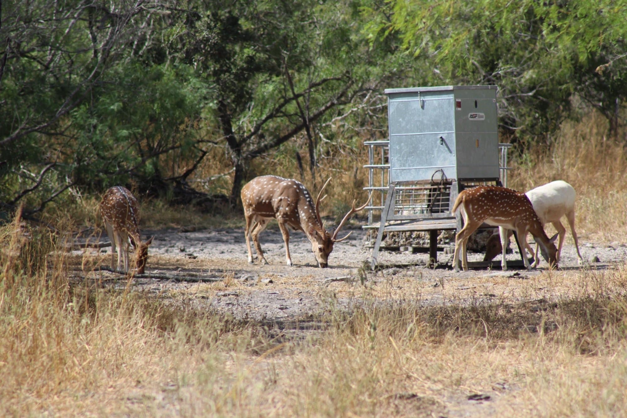 Axis Deer