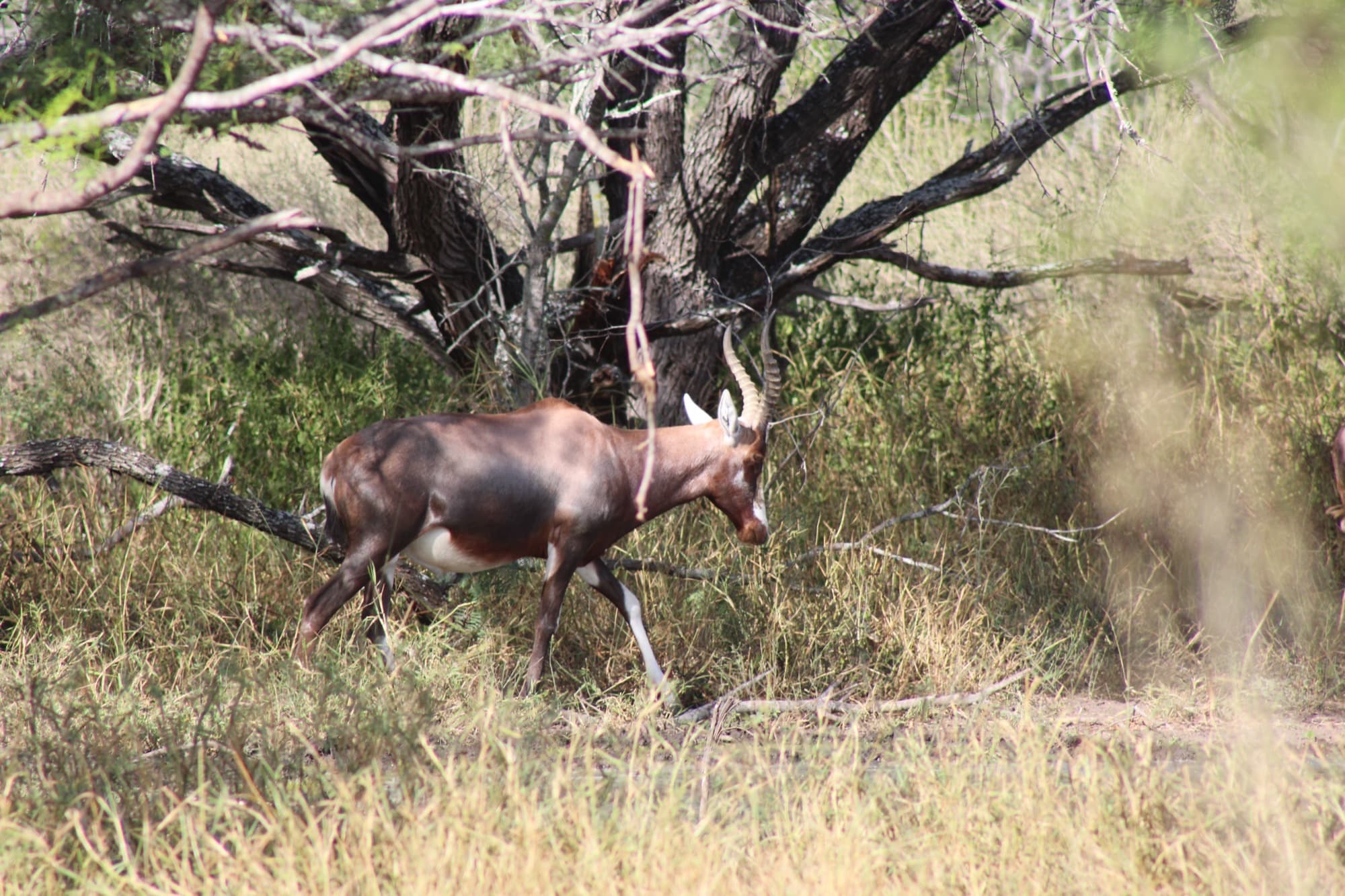 Blesbok