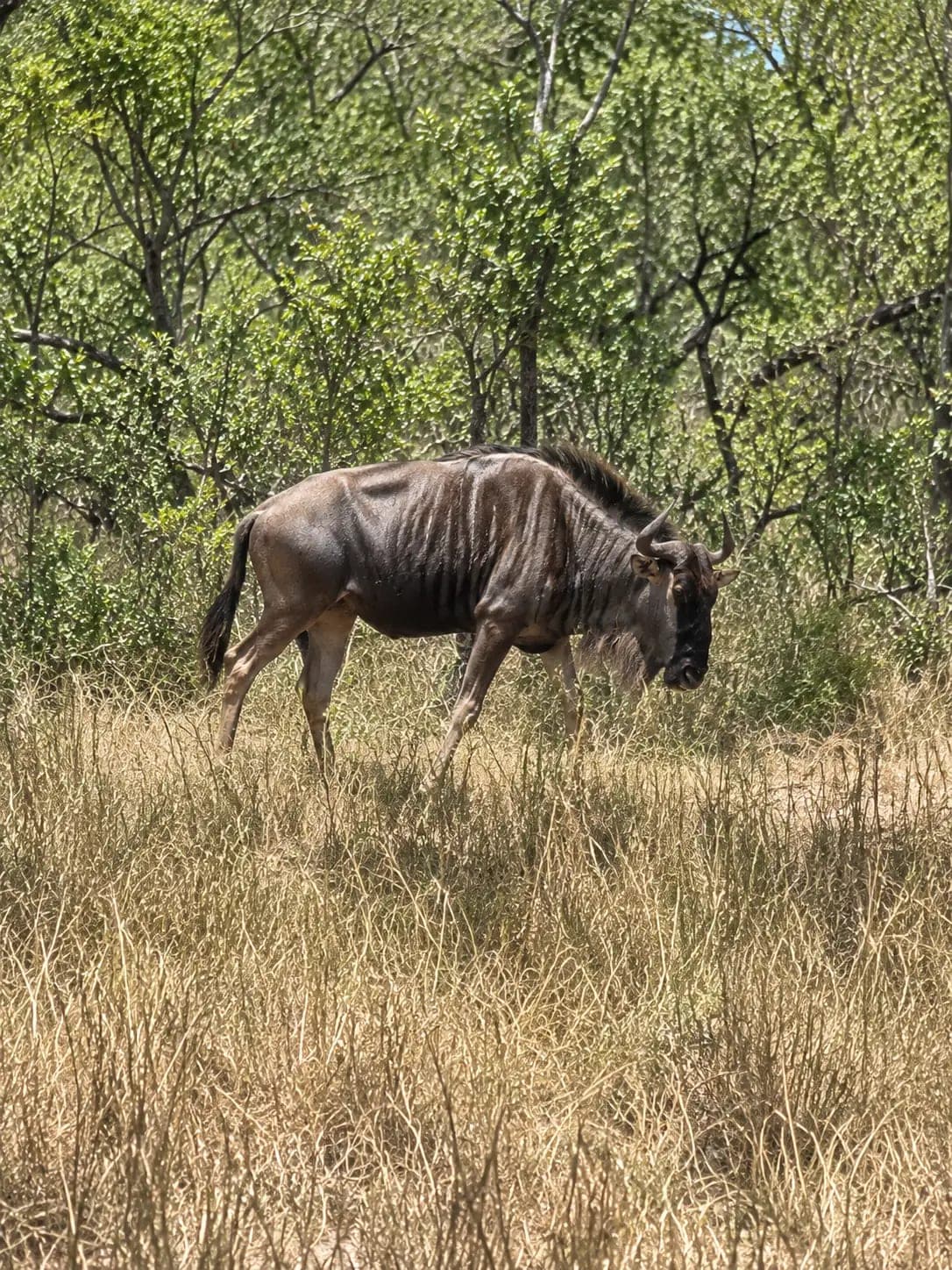 Blue Wildebeest