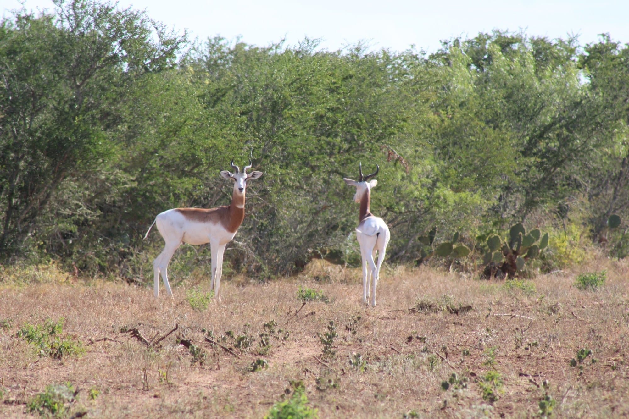 Dama Gazelle