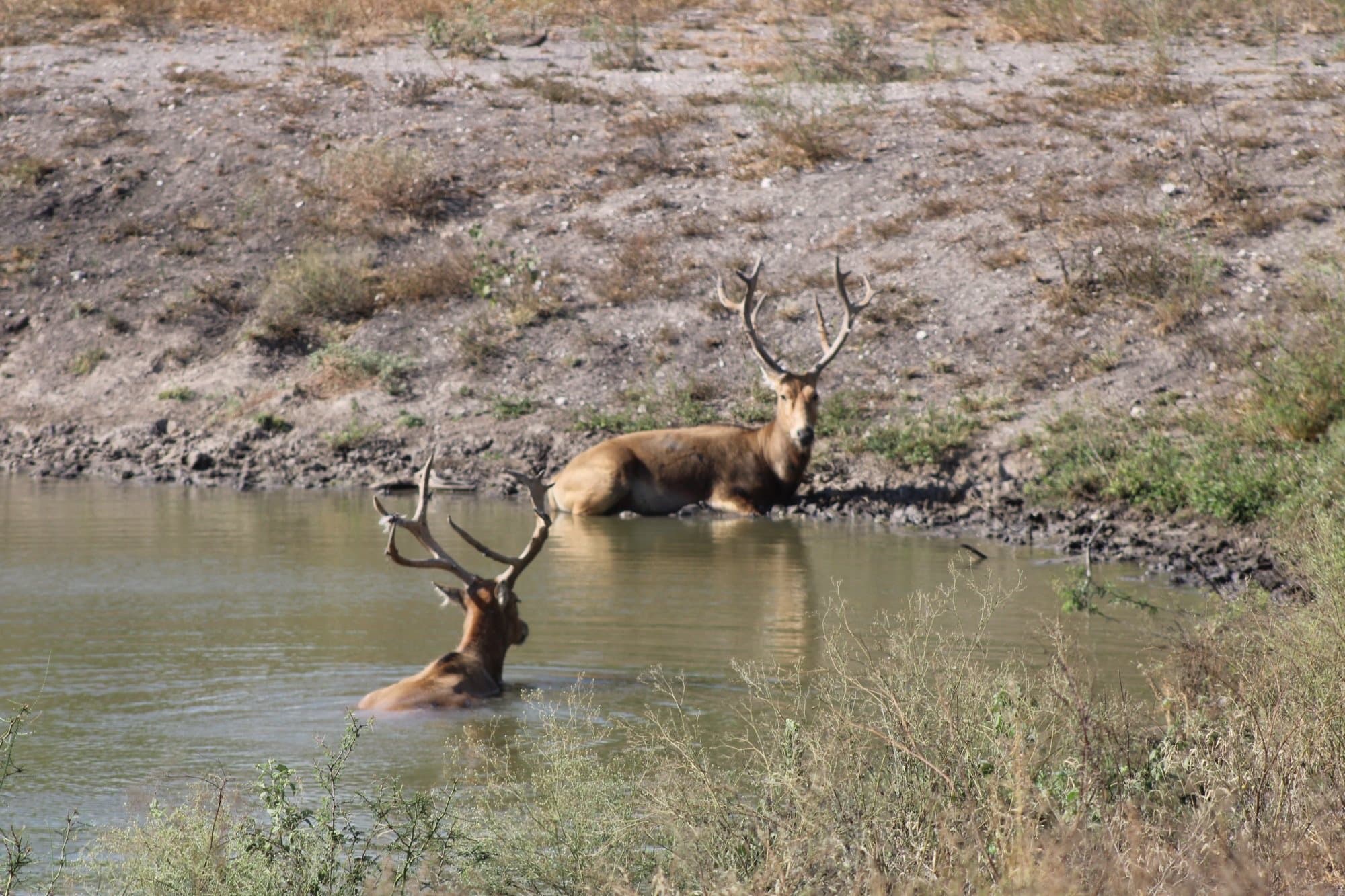 Pere David Deer