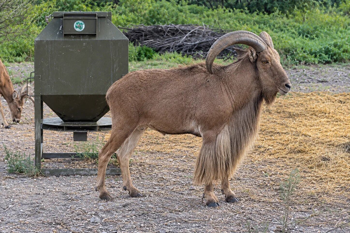 Aoudad