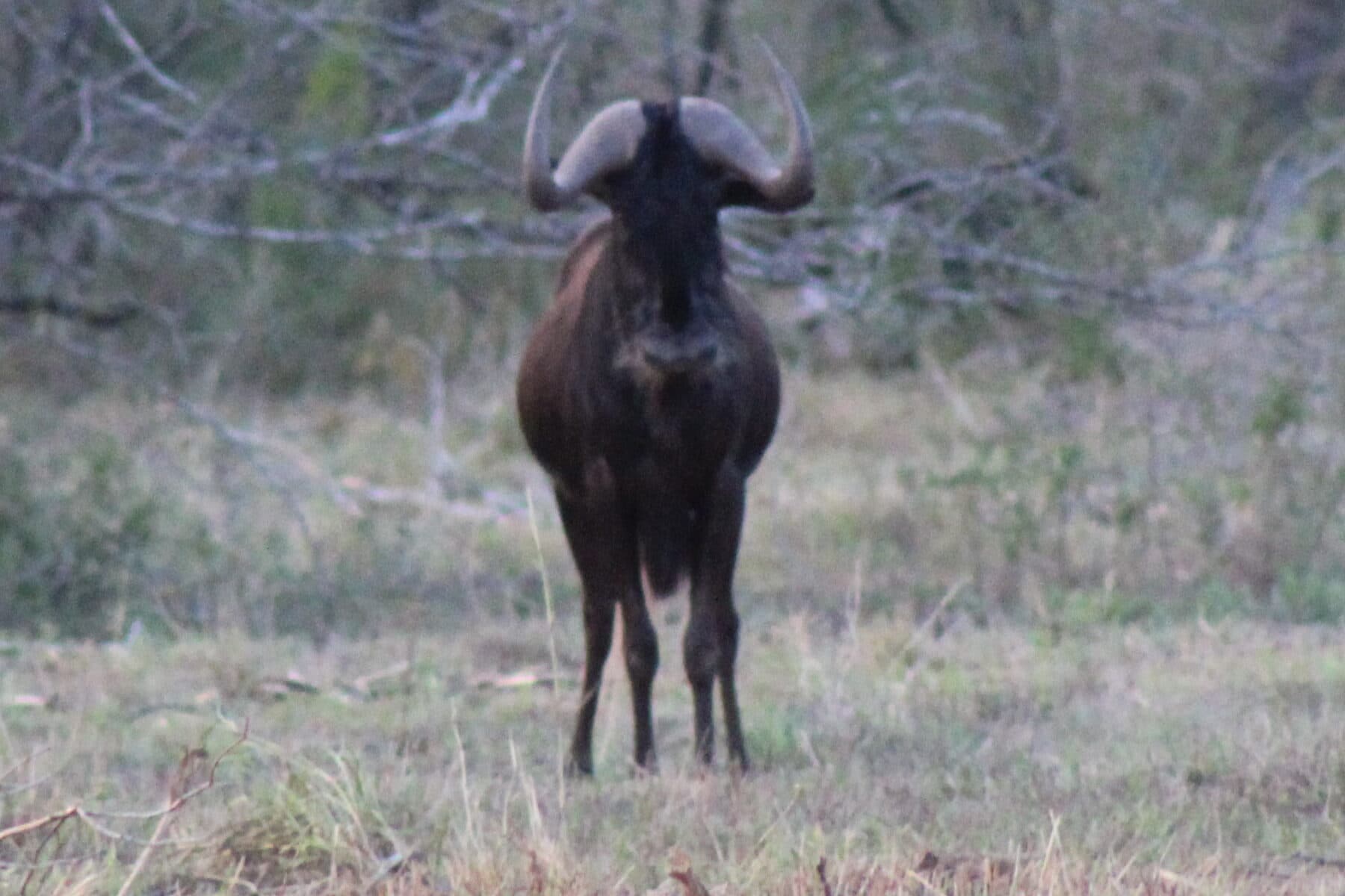 Black Wildebeest