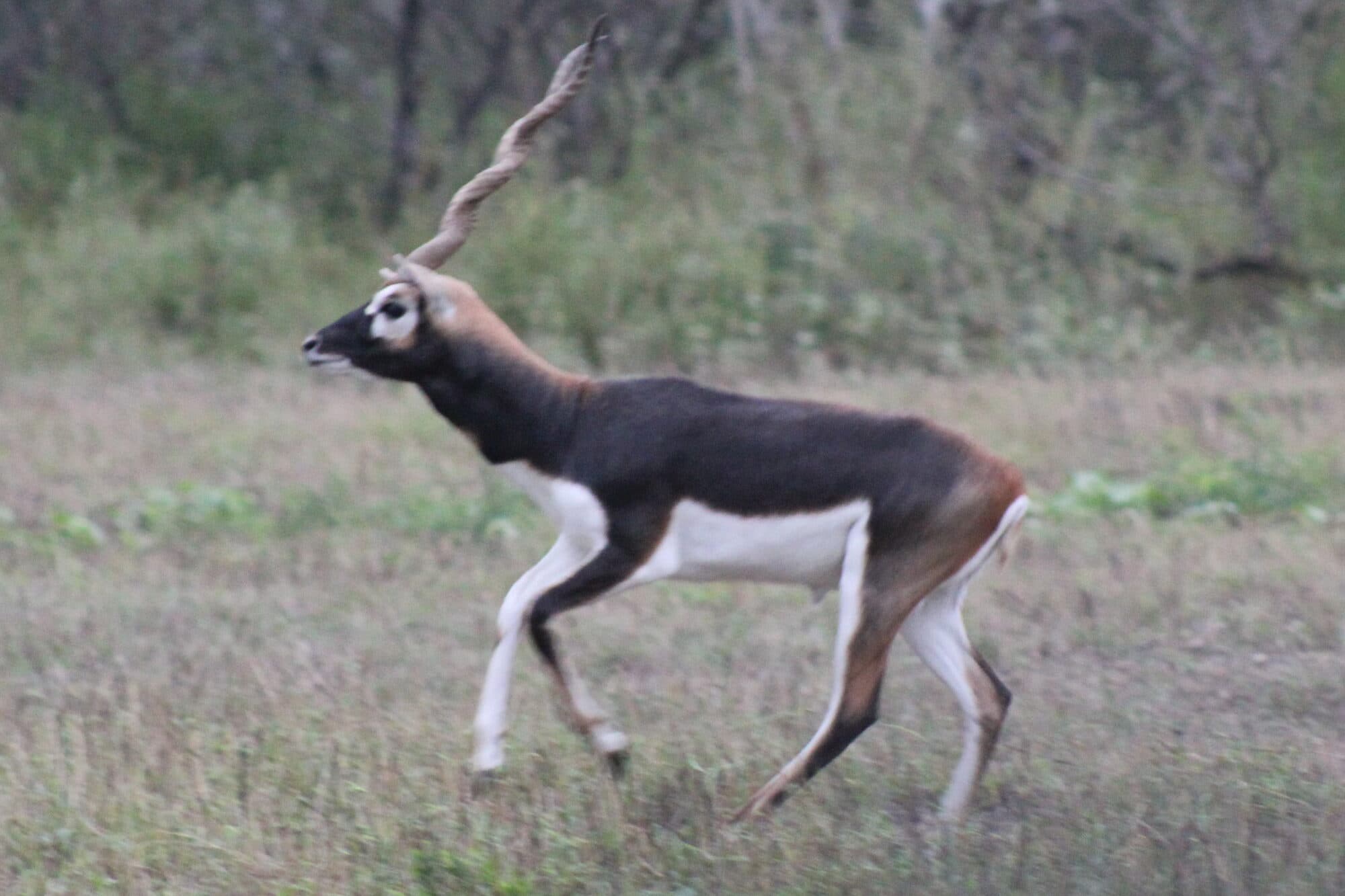 Blackbuck Antelope