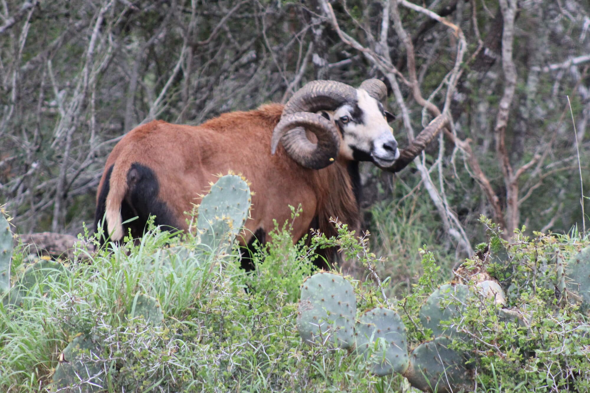 Corsican Ram