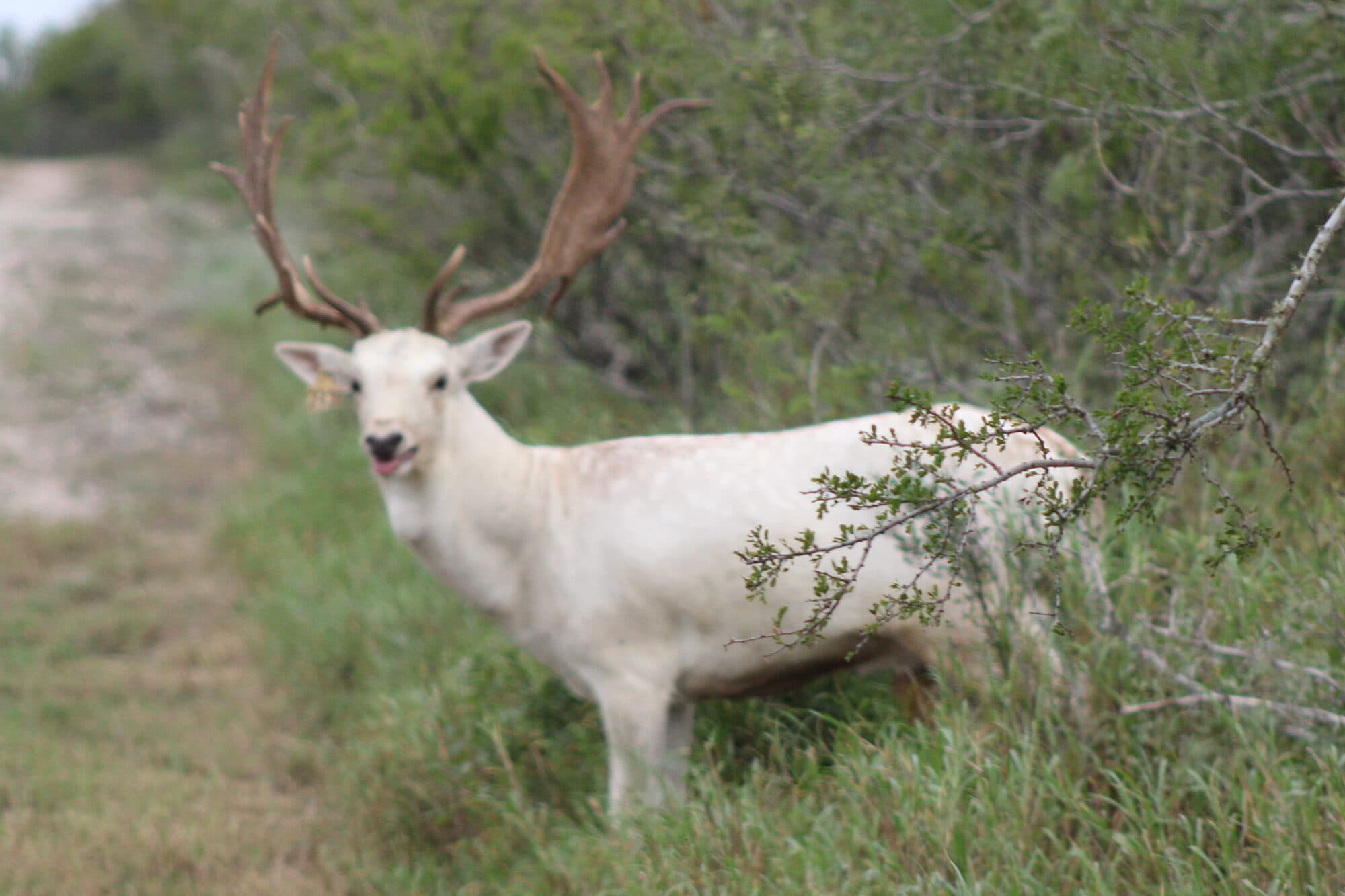 Fallow Deer