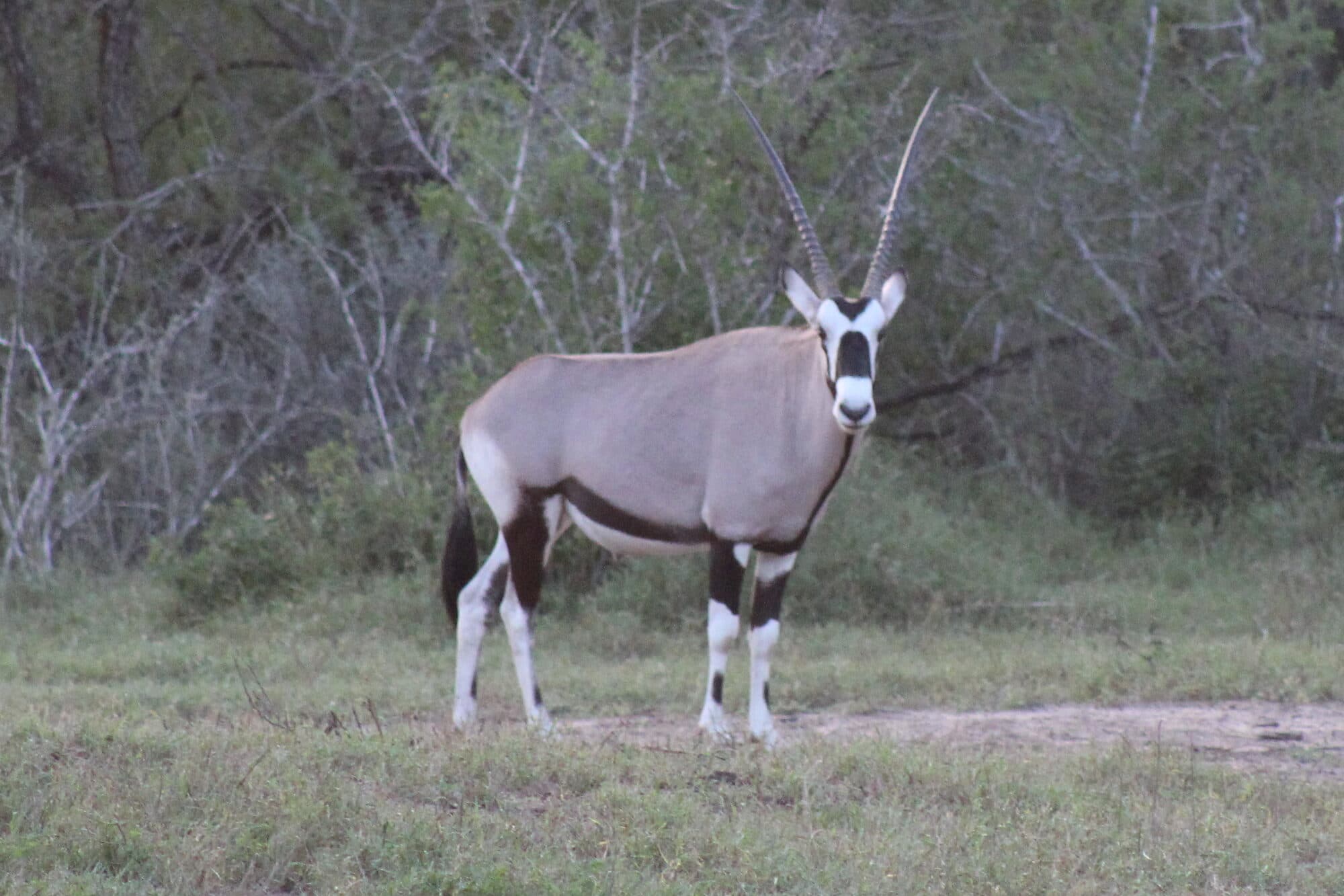 Gemsbok