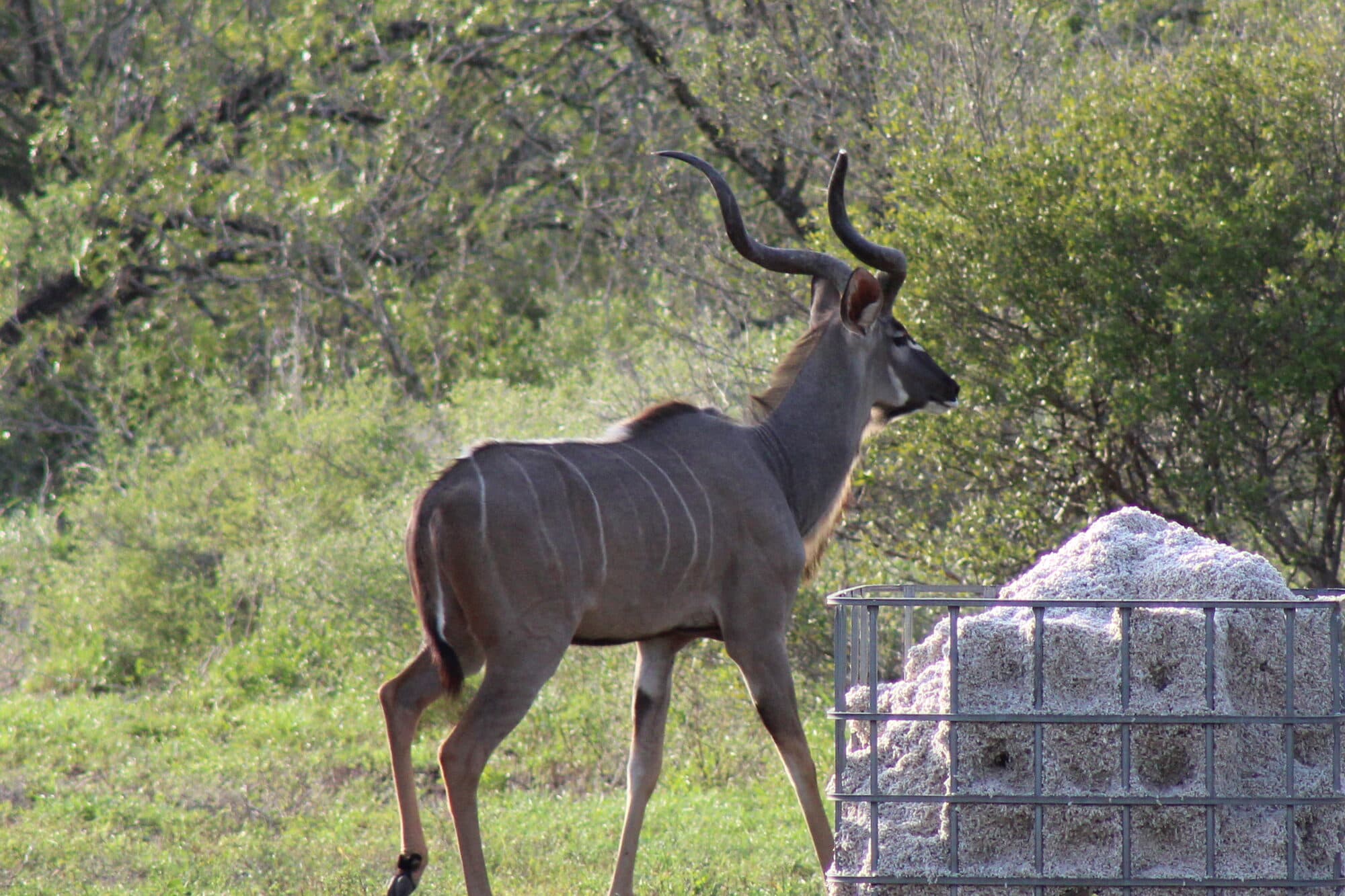 A kudu bull with full spiral horns walking past a feeder in South Texas brush on the ranch
