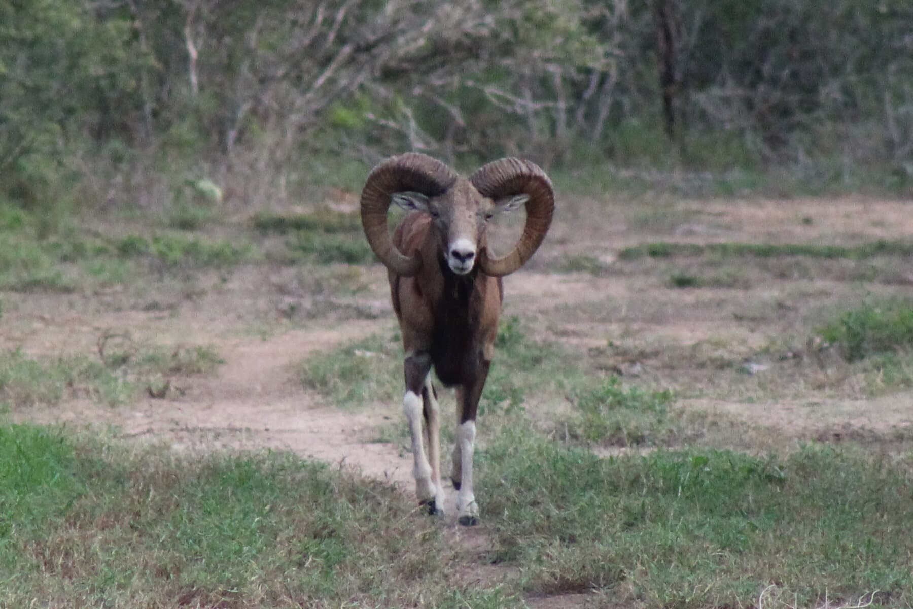 Mouflon Ram