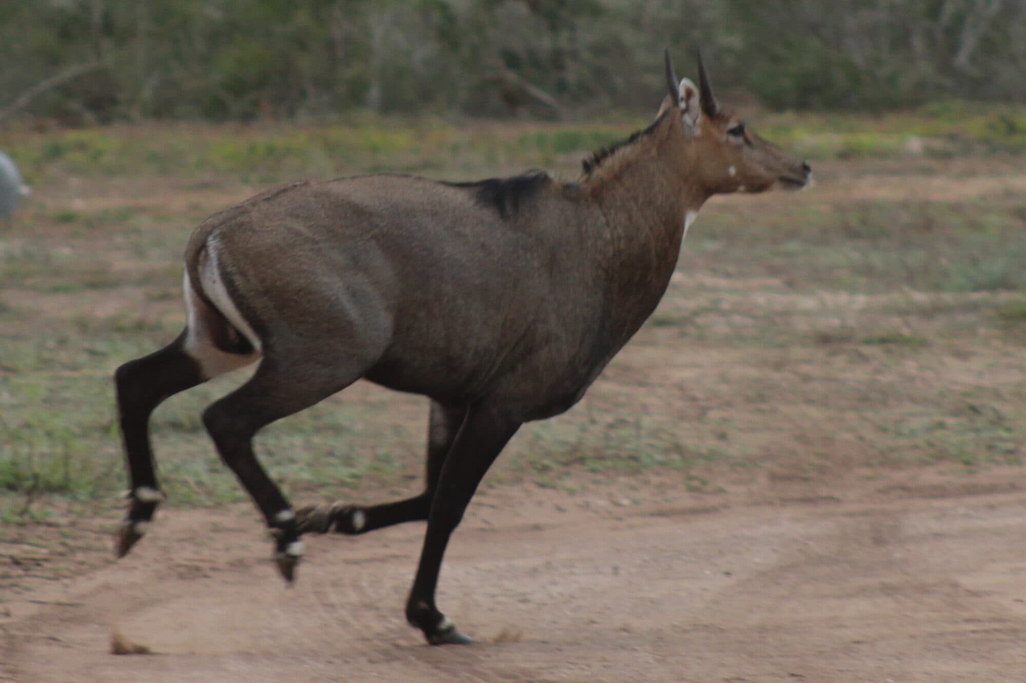 Nilgai