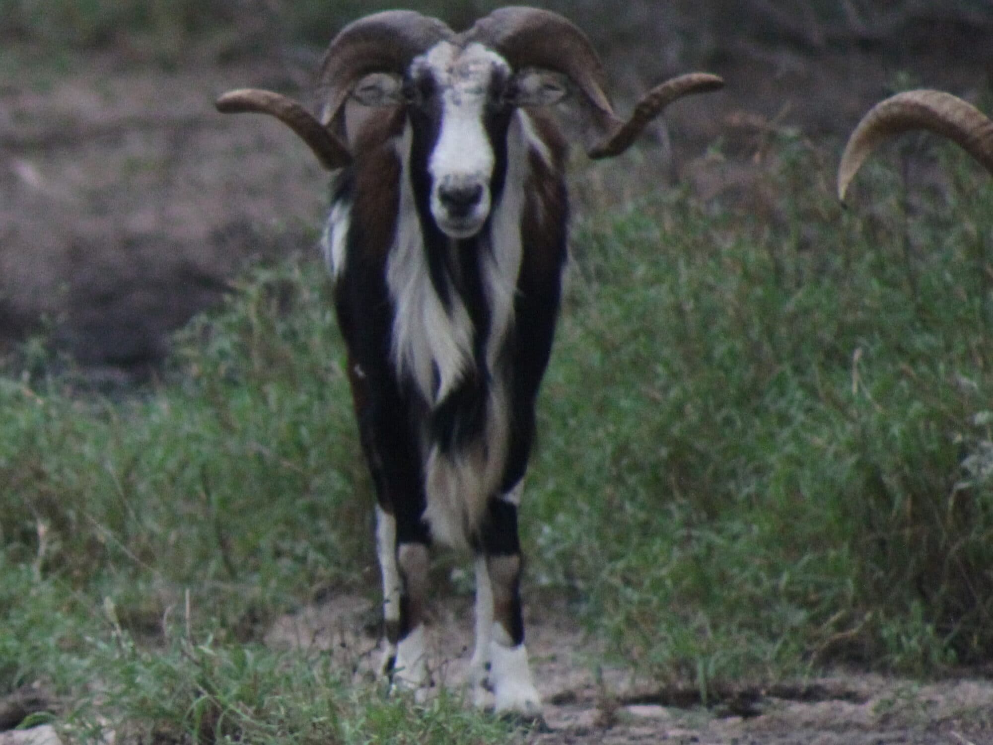 Painted Texas Dall