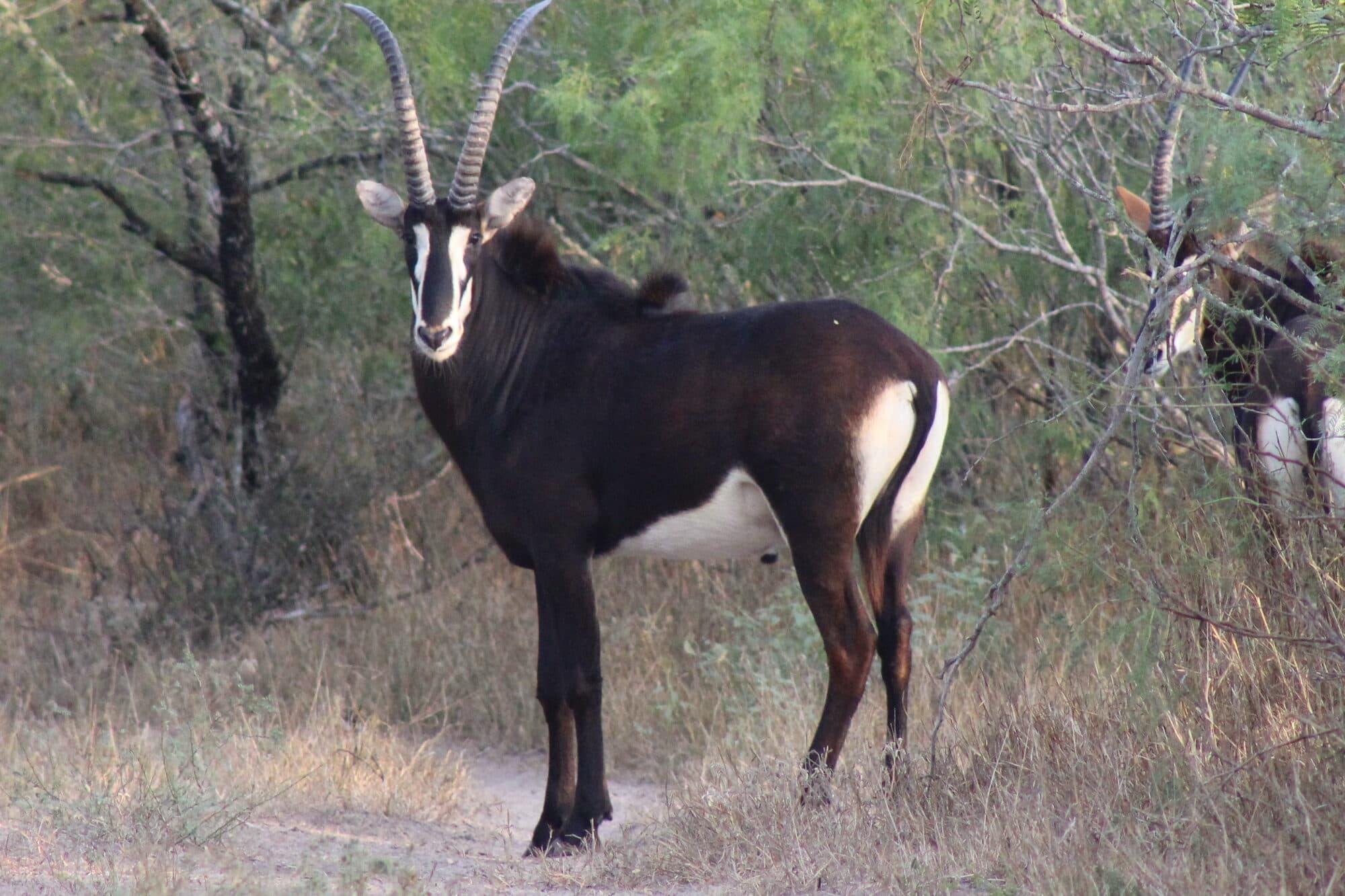 Sable Bull
