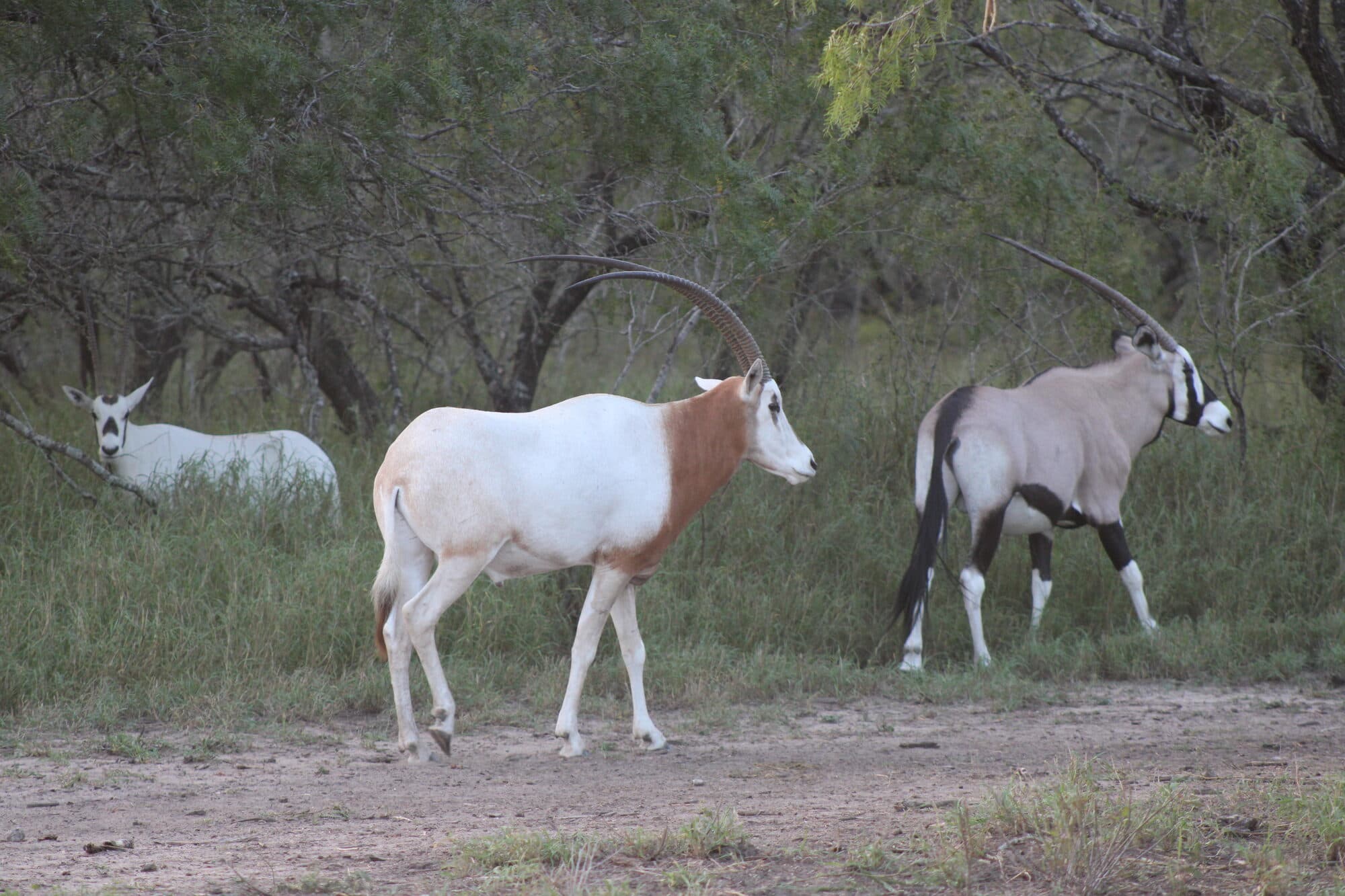 Scimitar Oryx