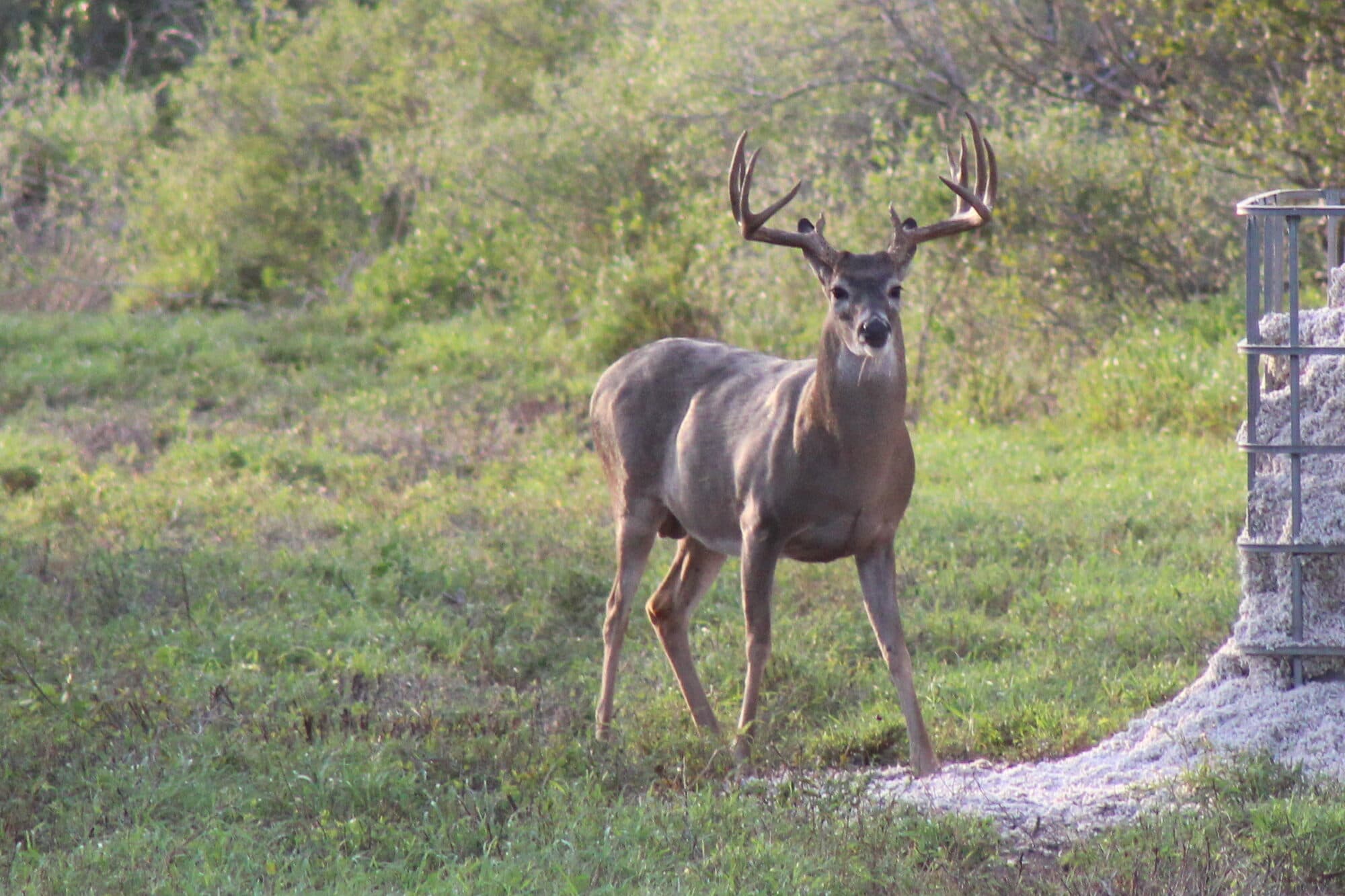 Whitetail Deer