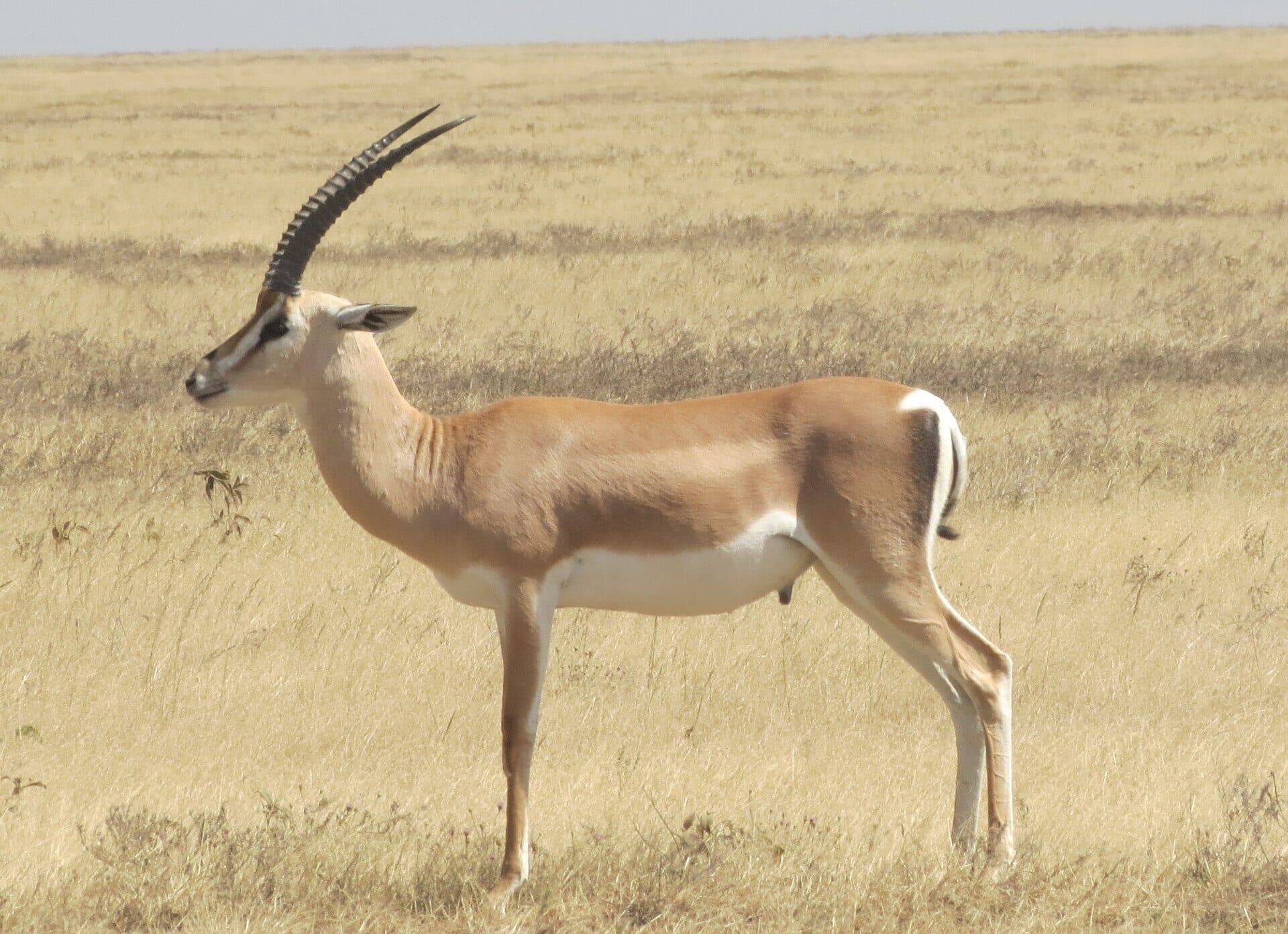 Grant's Gazelle