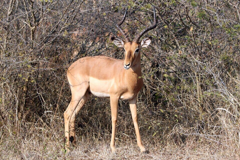 Impala
