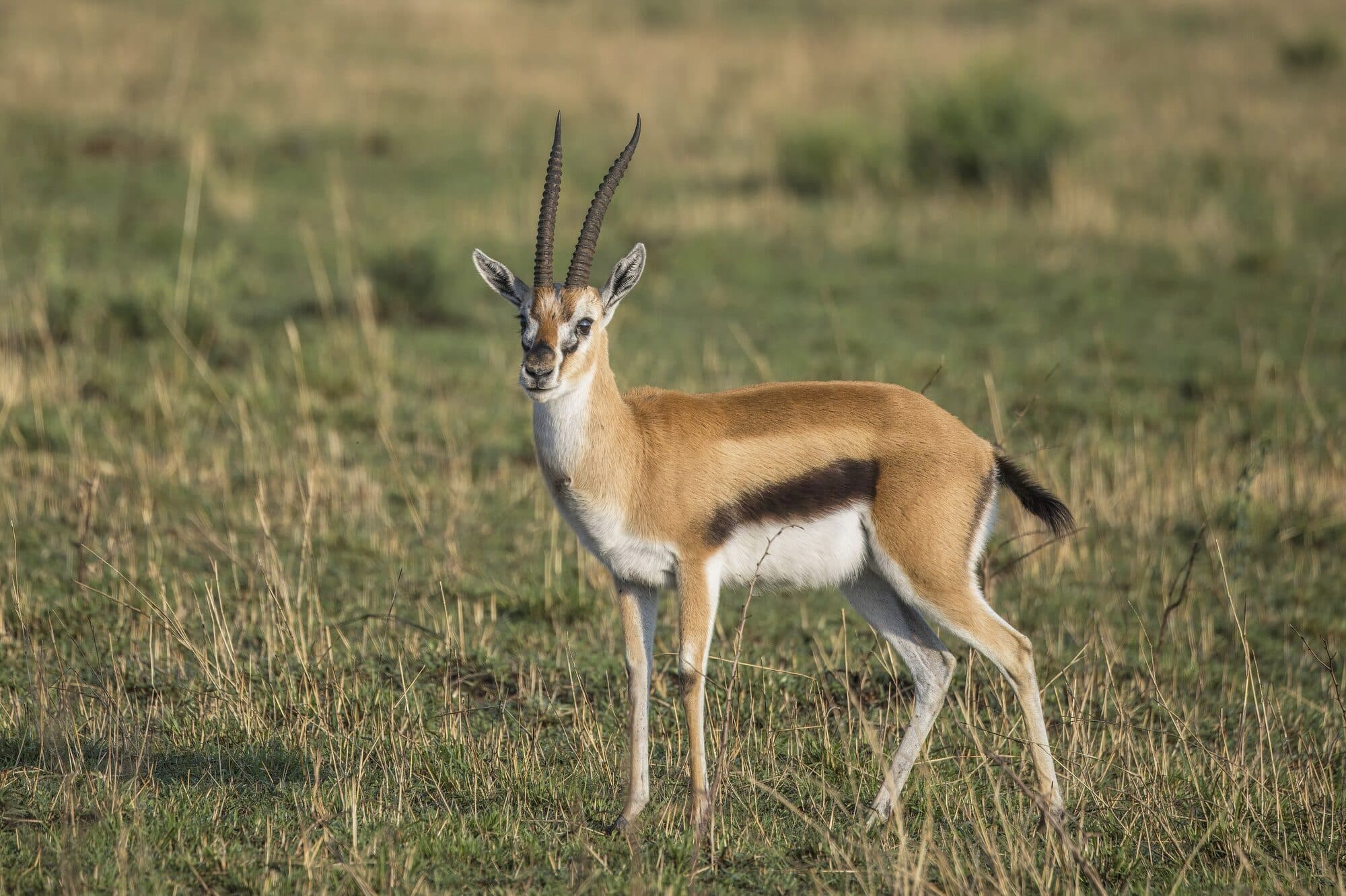 Thomson's Gazelle