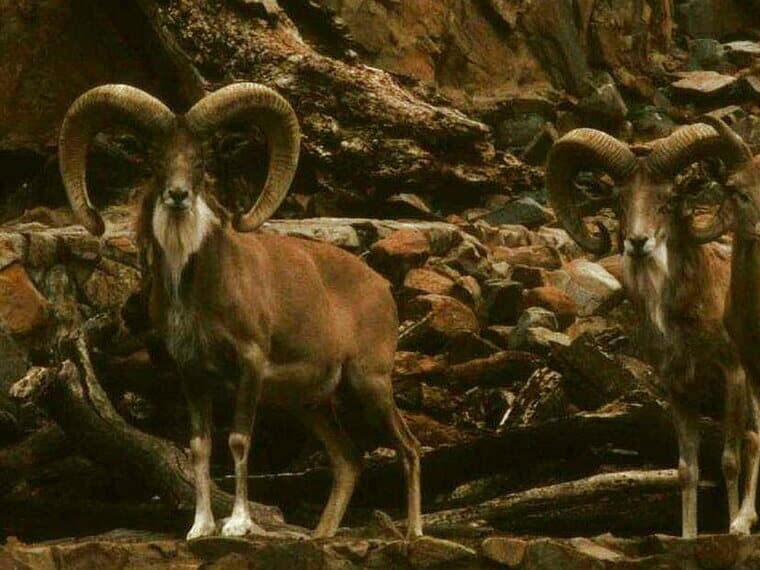 Transcaspian Urial